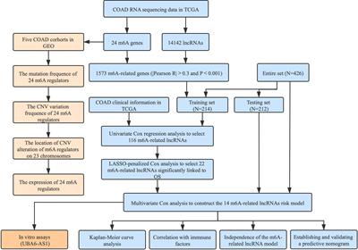 m6A-related lncRNAs are potential biomarkers for the prognosis of COAD patients